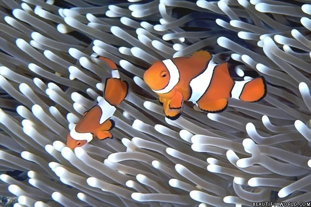 anemonefish-great-barrier-reef