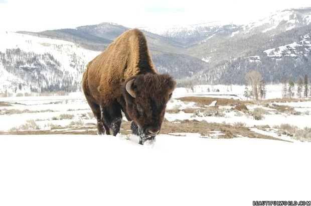 bison-in-snow-yellowstone