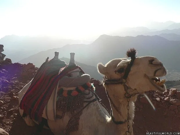 camel-mount-sinai