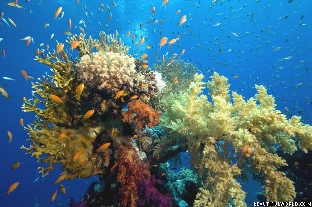 coral-reef-great-barrier-reef