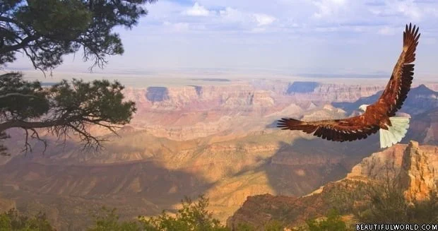 eagle-grand-canyon