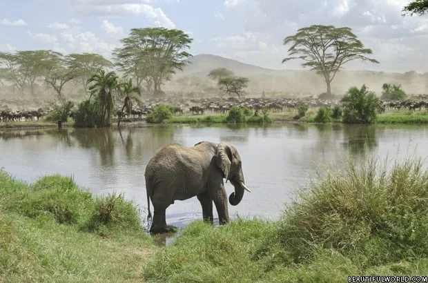 elephant-serengeti-national-park