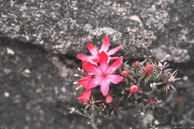ericaceae-mount-roraima