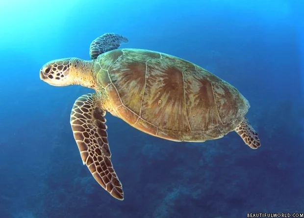 giant-turtle-great-barrier-reef