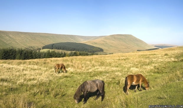 horses-grazing-pen-y-fan