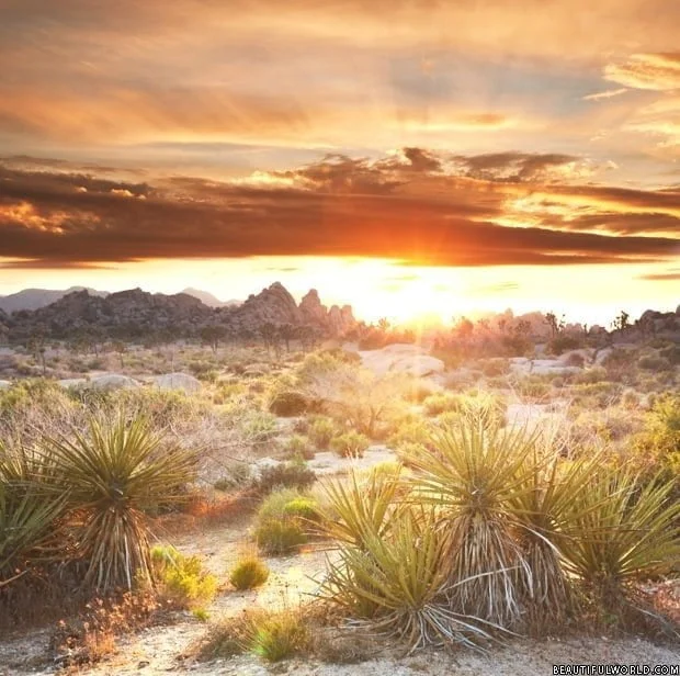 joshua-tree-mojave-desert
