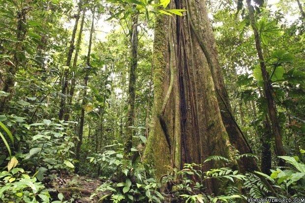 large-tree-amazon-rainforest