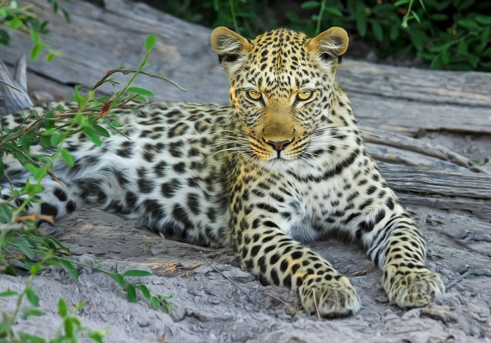 leopard-515508_960_720