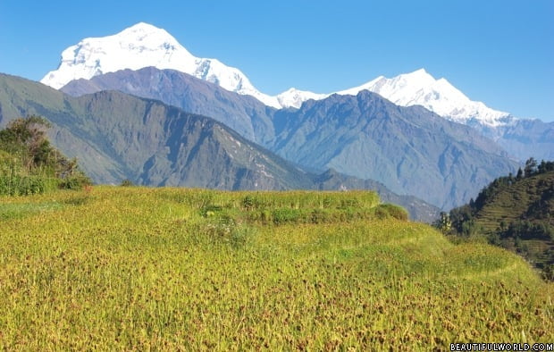 paddy-field-dhaulagiri