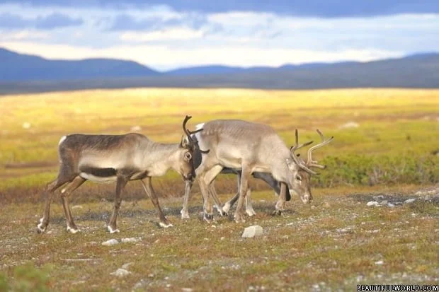 reindeer-denali-national-park