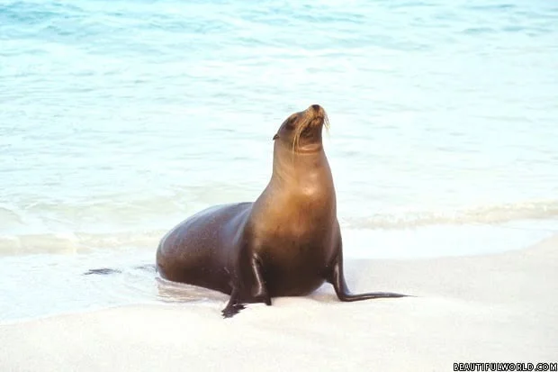 sea-lion-gardner-bay-galapagos