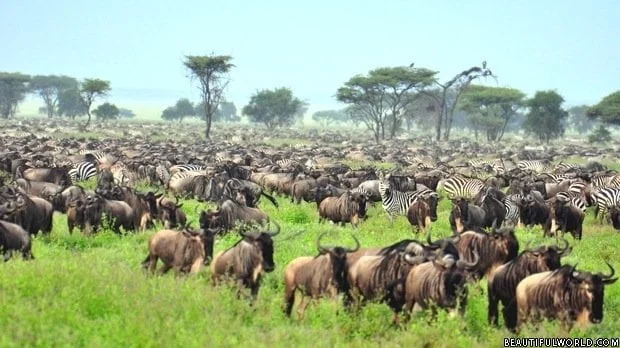 serengeti-migration