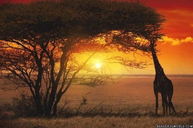 sunset-serengeti-national-park